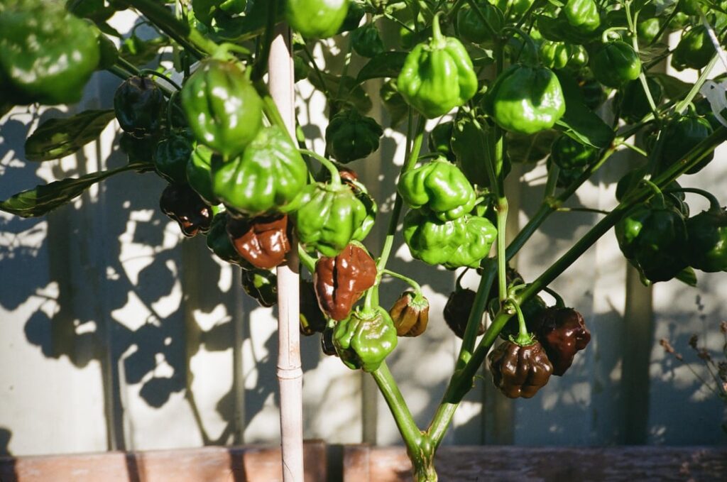 Free Chocolate Scotch Bonnet seeds Free Chocolate Scotch Bonnet seeds