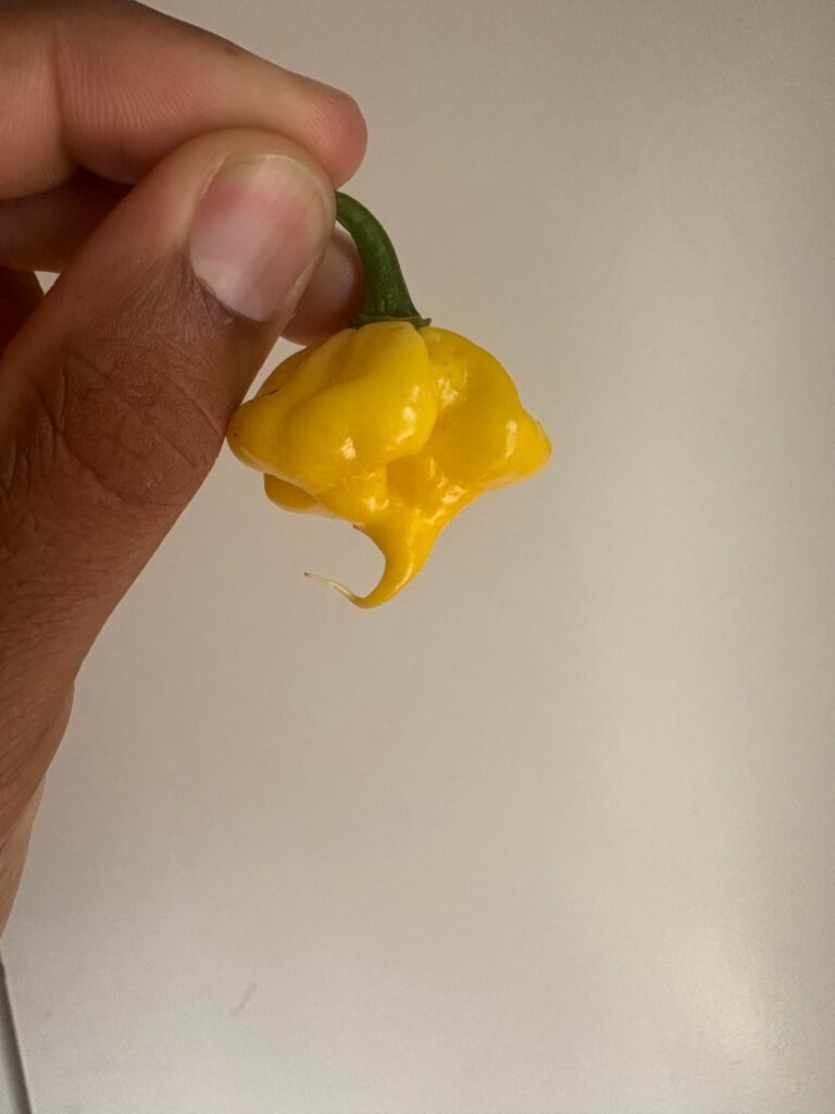 Look at the stinger on this KSLS