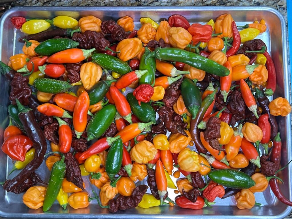 Today’s Harvest. I’m going to miss summer.