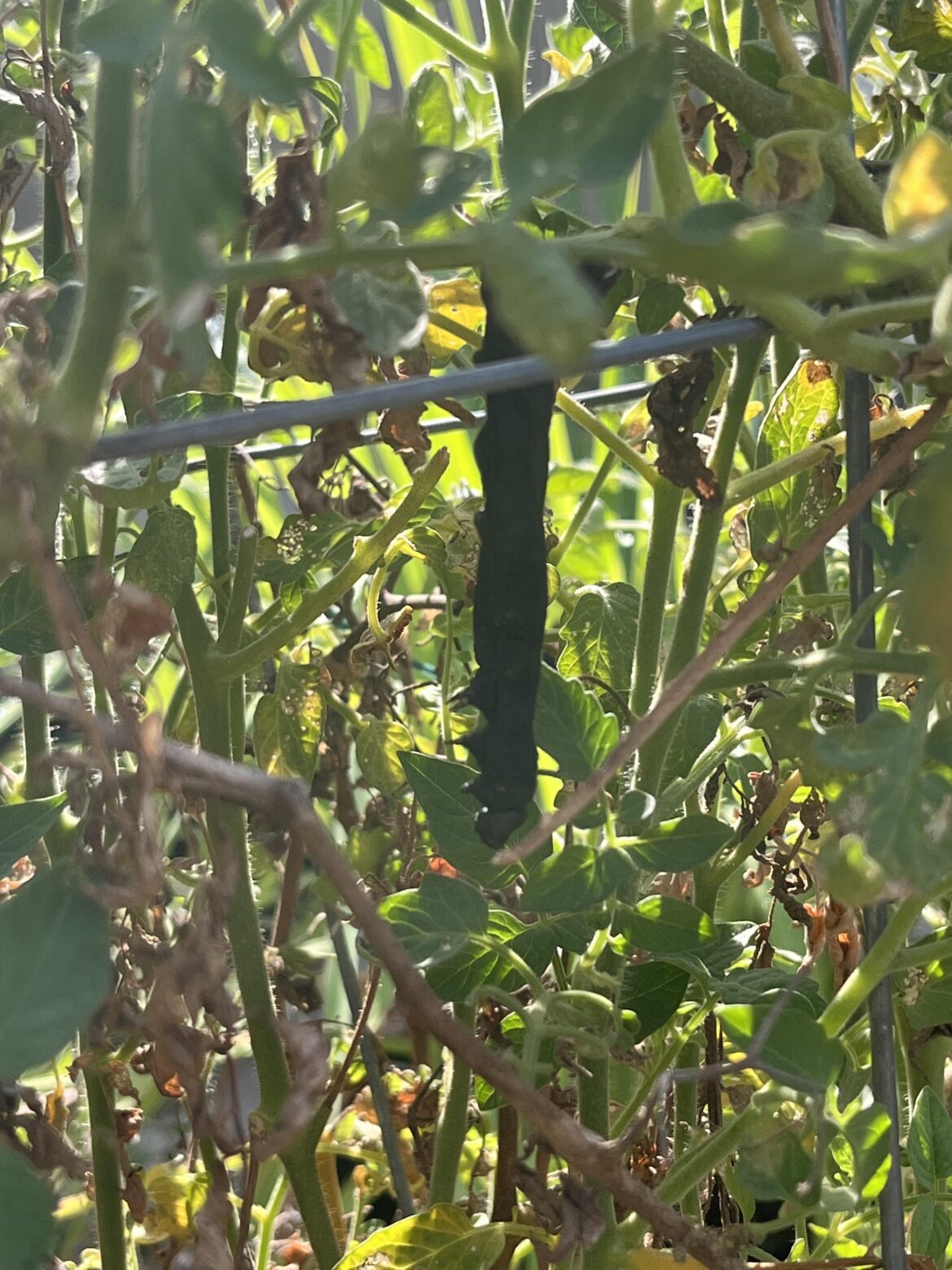 I think the BT is working