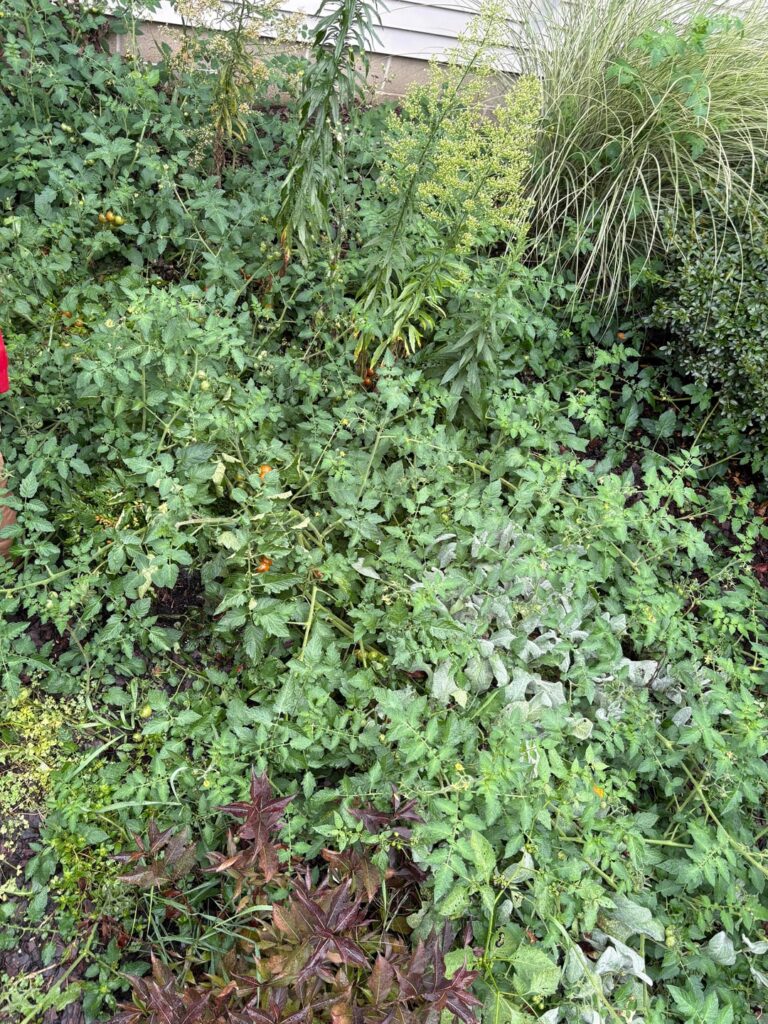 My dog ate and pooped a tomato in the flower bed, I’ve let it go all summer. Zoom in to behold his master piece.