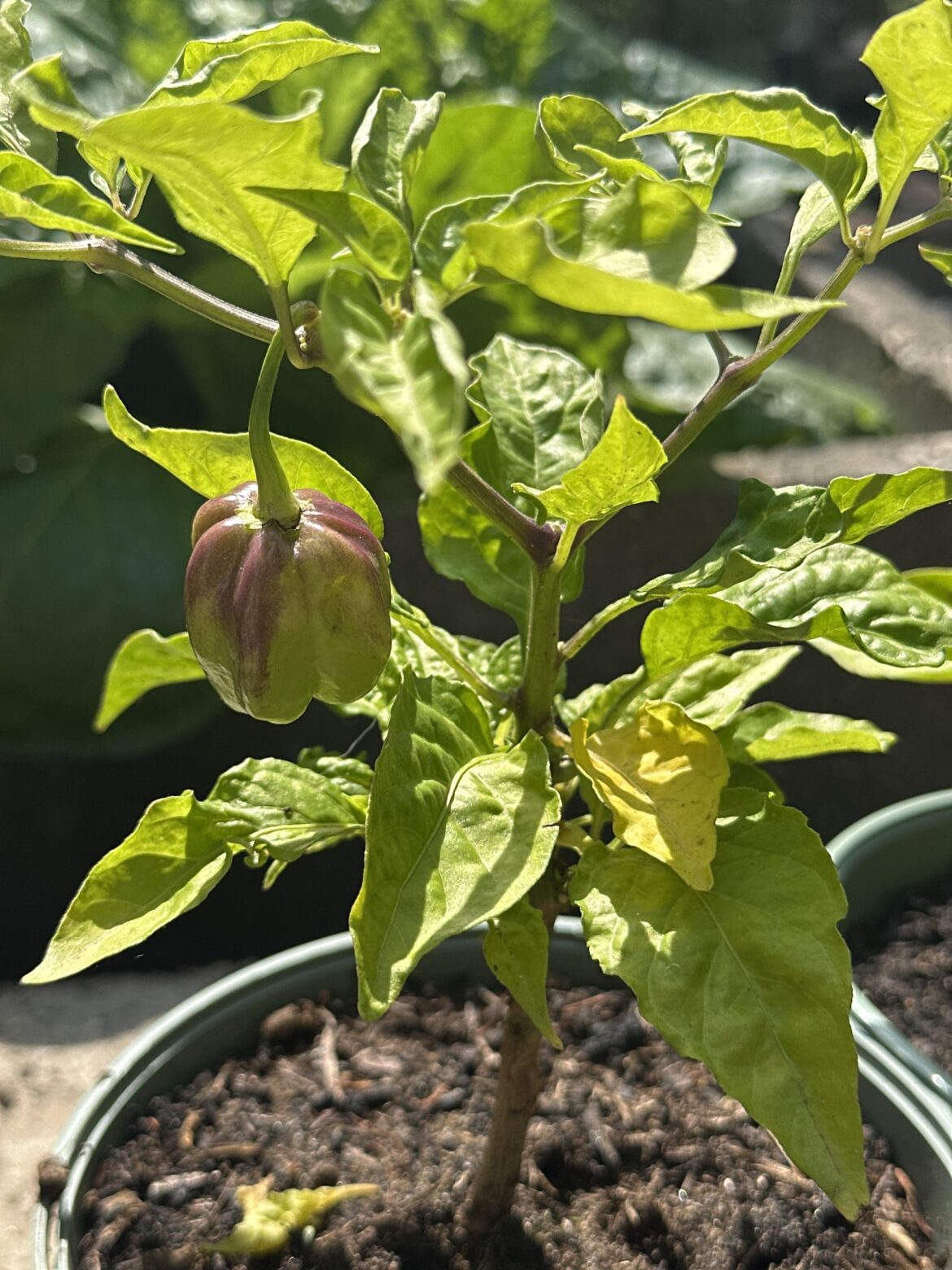 Plant very small😞🌿 Plant very small😞🌿