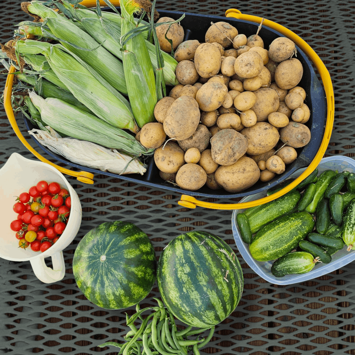 It is getting chilly in the evenings now, so we made a big harvest from our little garden