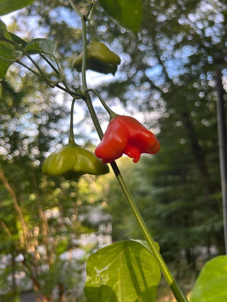 Bishop’s Crowns are starting to ripen