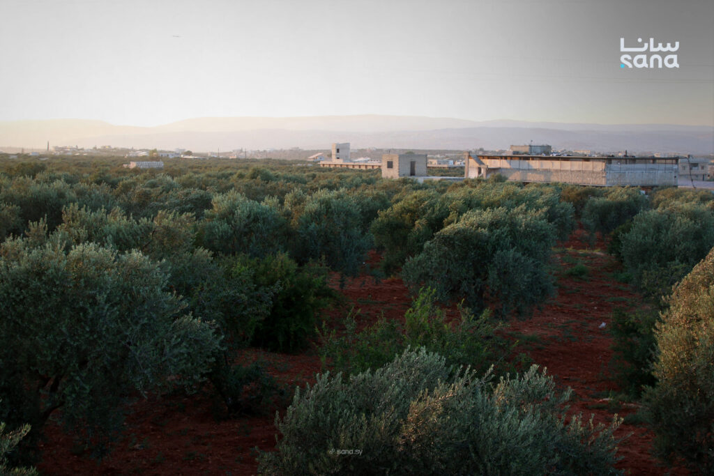 Olive production decline in Idleb due to rainfall shortage