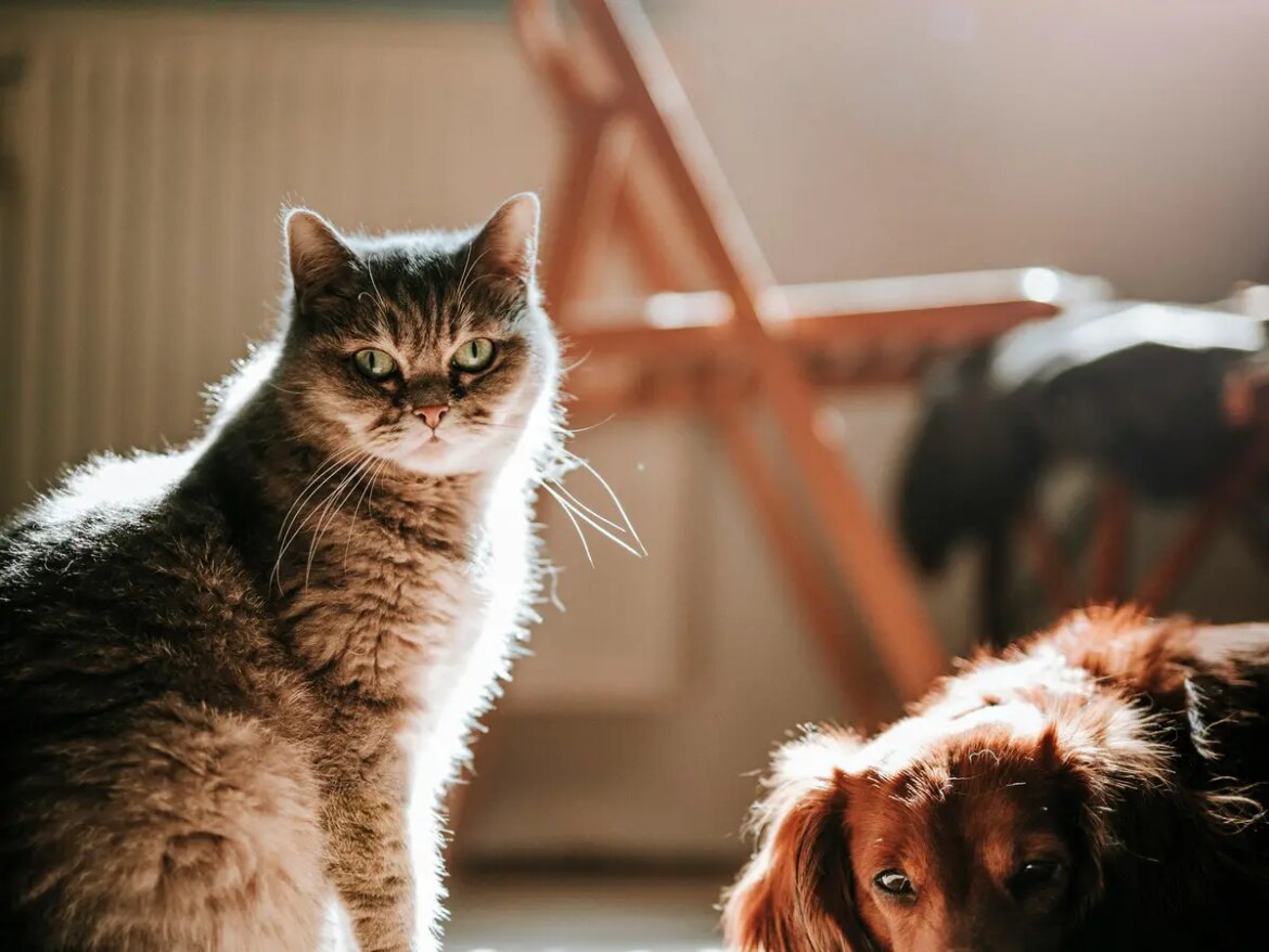 Wines to treat anxiety and stress in your pet dogs and cats are a reality now. Are you ‘hicc’up for it? Wines to treat anxiety and stress in your pet dogs and cats are a reality now. Are you 'hicc'up for it?