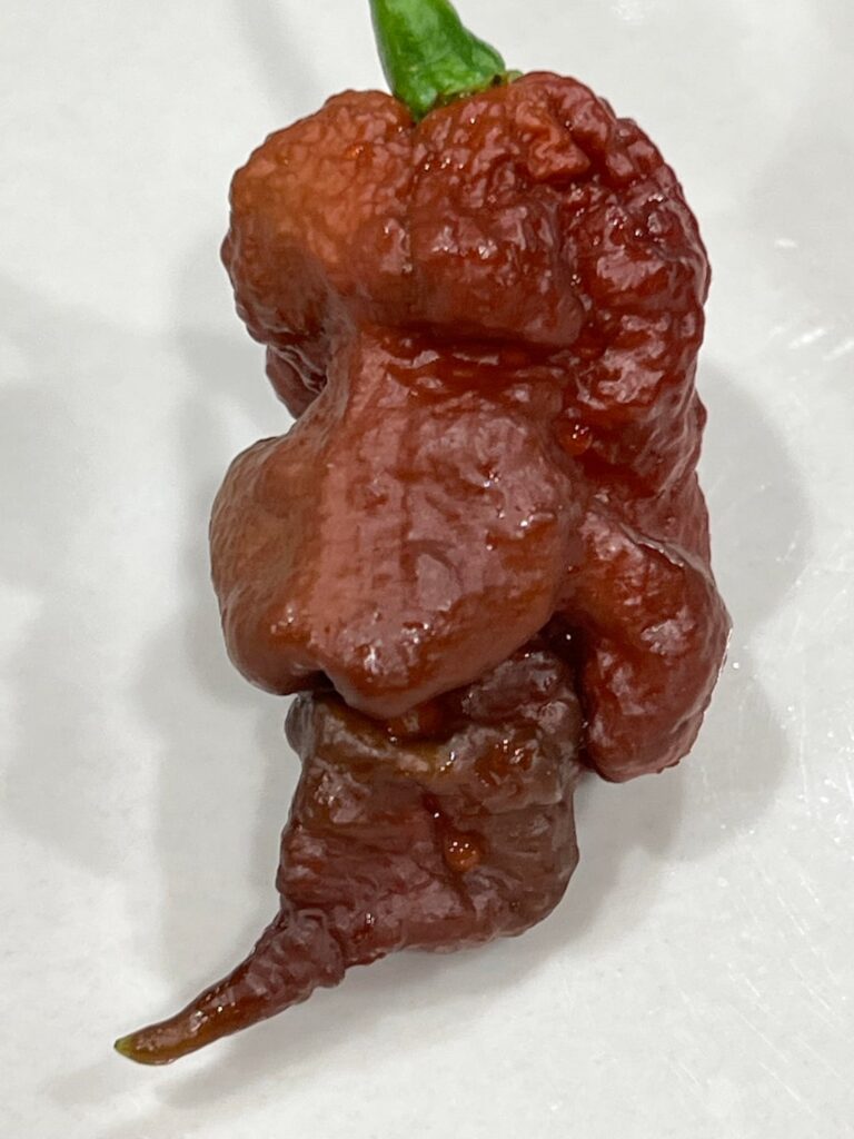 Jay Leno pepper? My most gnarly-looking one yet.