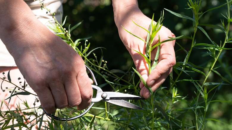 Woman's hands cutting tarragon in garden.