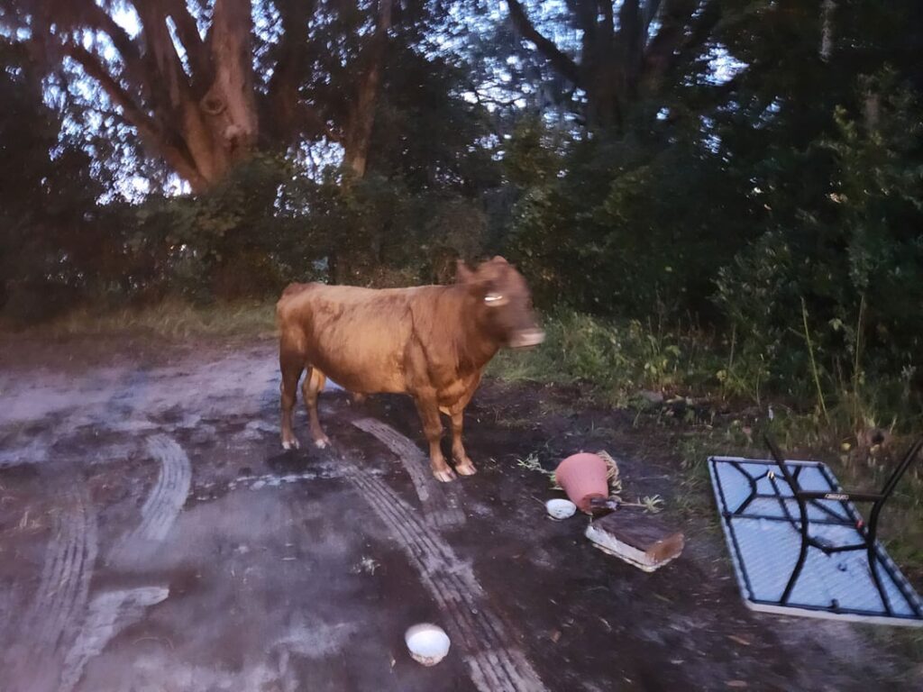 Possible to be too rare of brisket? How rare is too rare?