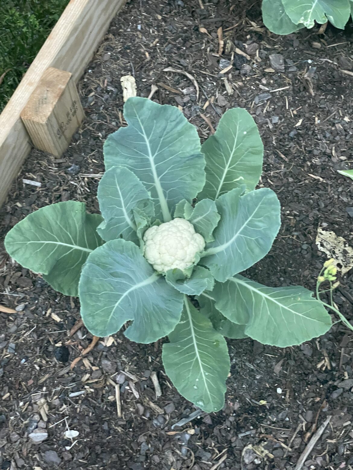 Beauty worth sharing