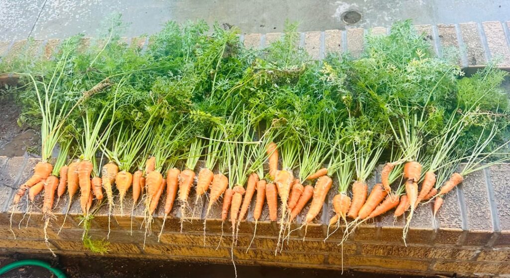 Carrots ➡️ Carrot Cake (don’t judge my frosting skills)