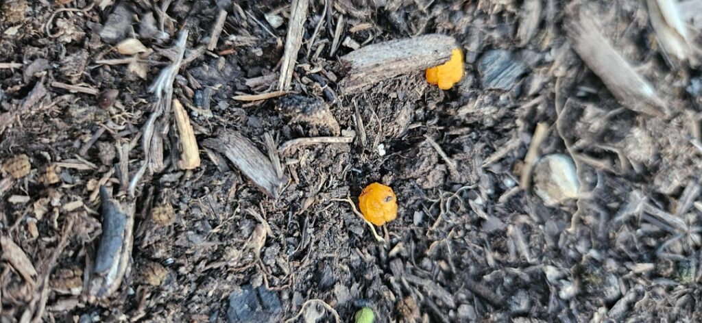 Guess the creature that pooped out my habaneros