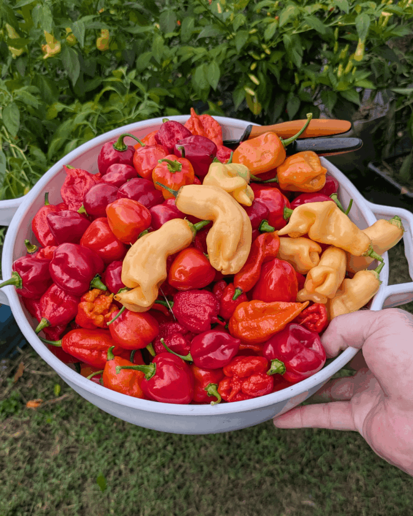 Sunday morning pepper pickin part 2