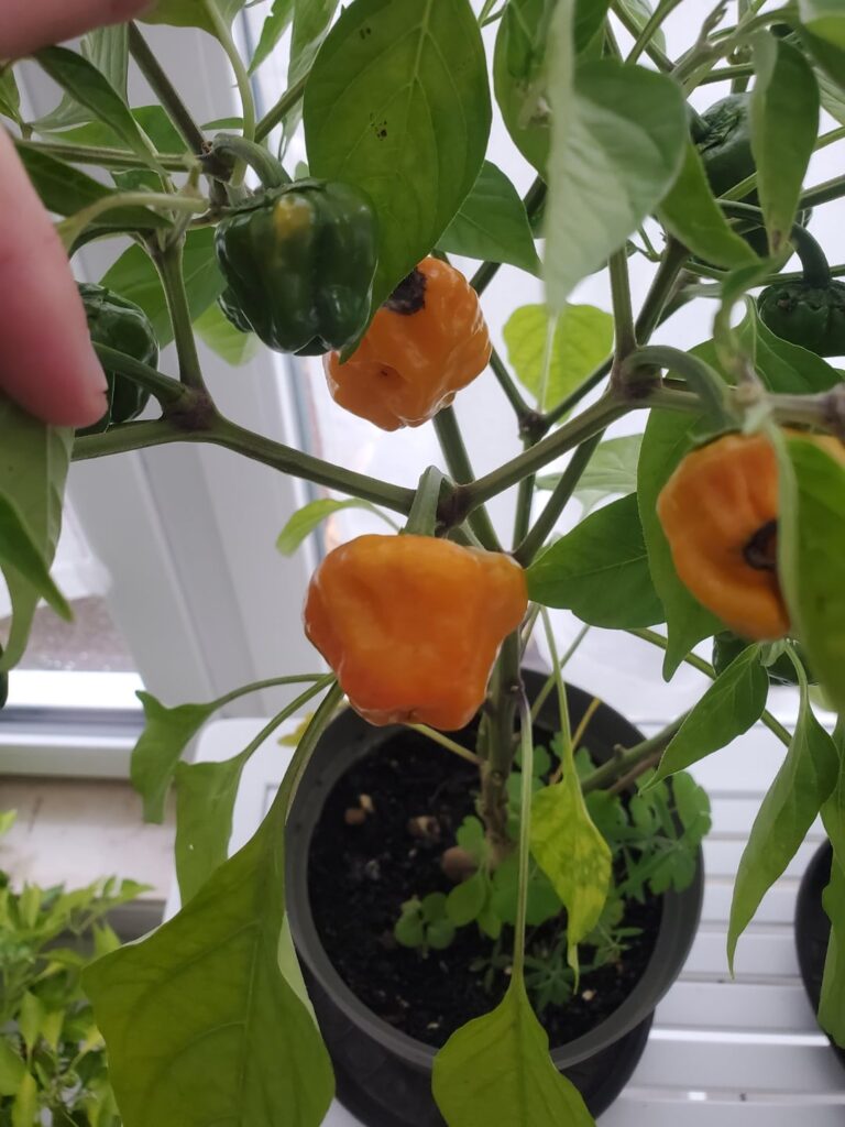 Hi, can someone help me identify these peppers? Hi, can someone help me identify these peppers?
