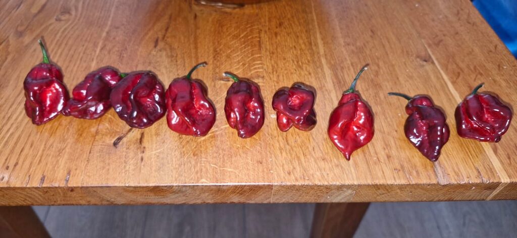 The Substance F2, a superhot accidental cross of mine.