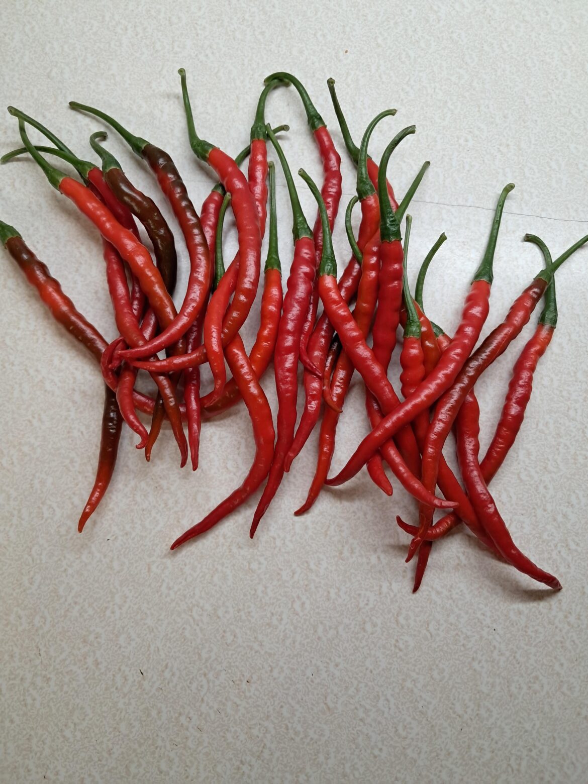 Average daily harvest this morning from my two Cayenne plants