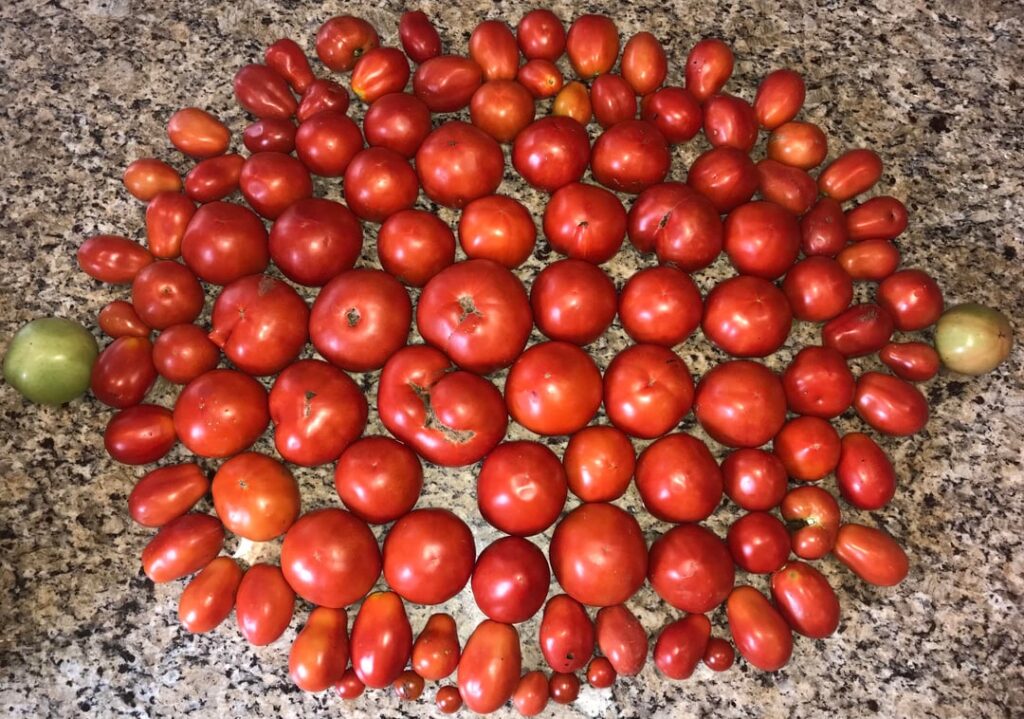 Broke my own 1 day crop haul total with over 98+ lbs, the last batch I didn’t have time to weigh, but is at least another 10lbs, I’m making my sauce now!(& yes, I zeroed out the bucket) Can of soup for scale.