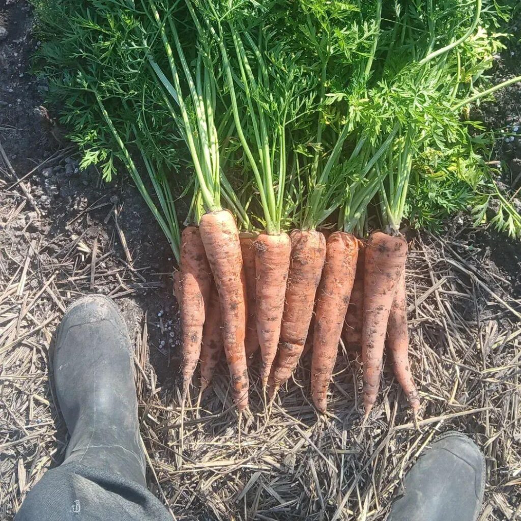 I have to pull my carrots before the hares do