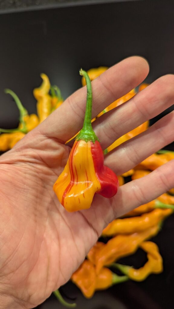 Today’s stripy harvest Today's stripy harvest