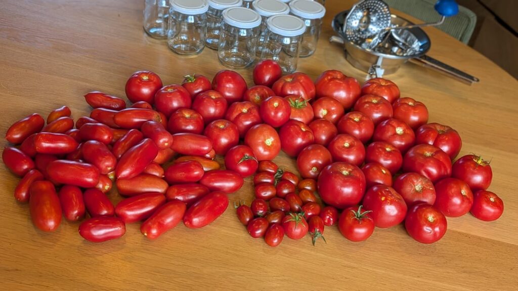 Yesterday's harvest made into passata
