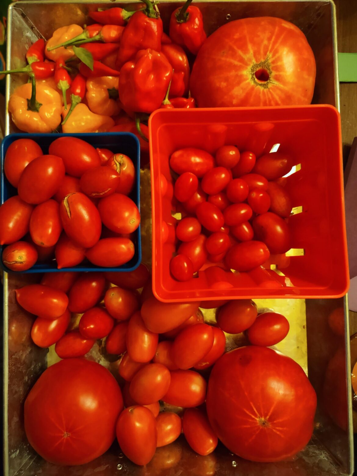 August harvest is RED