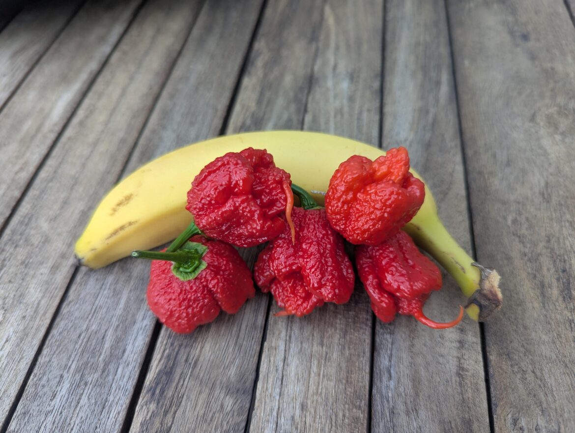 First successful superhot harvest First successful superhot harvest