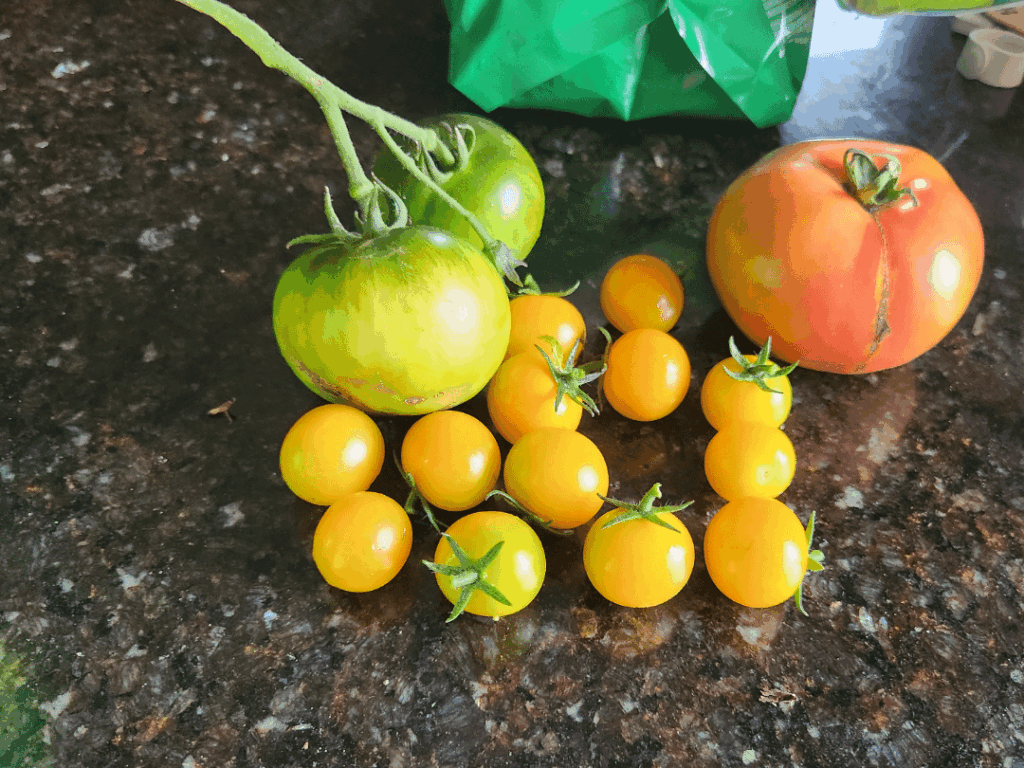Still tomato-ing in Alaska