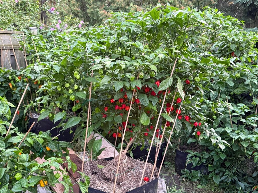 Doesn’t miss leg day