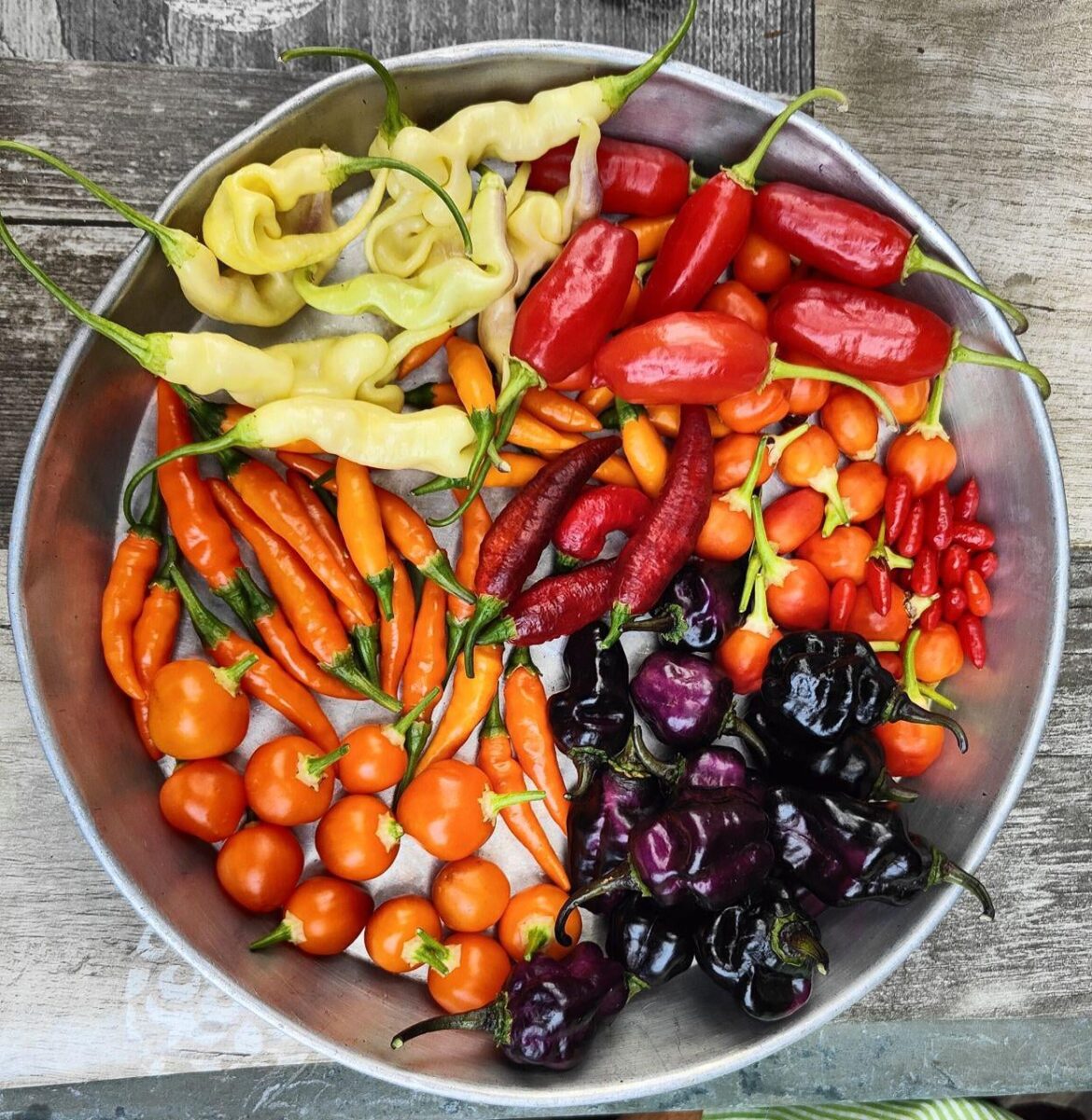 Today's harvest