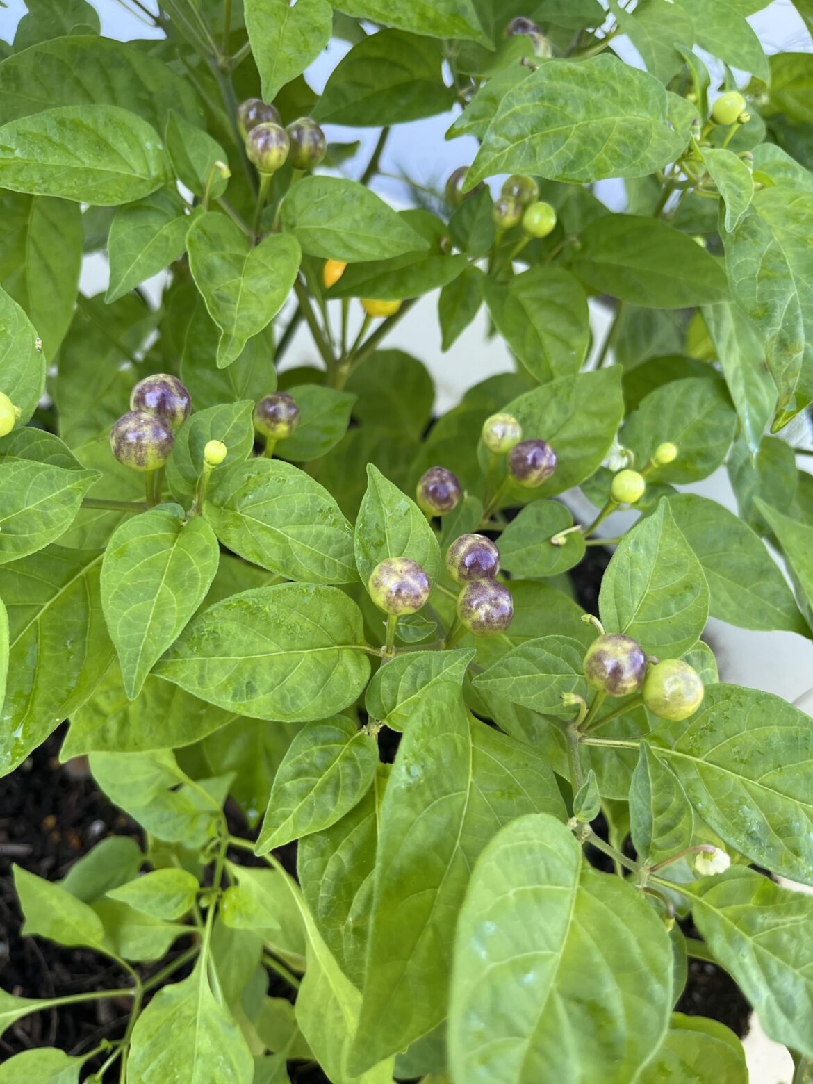 What are these? What are these?