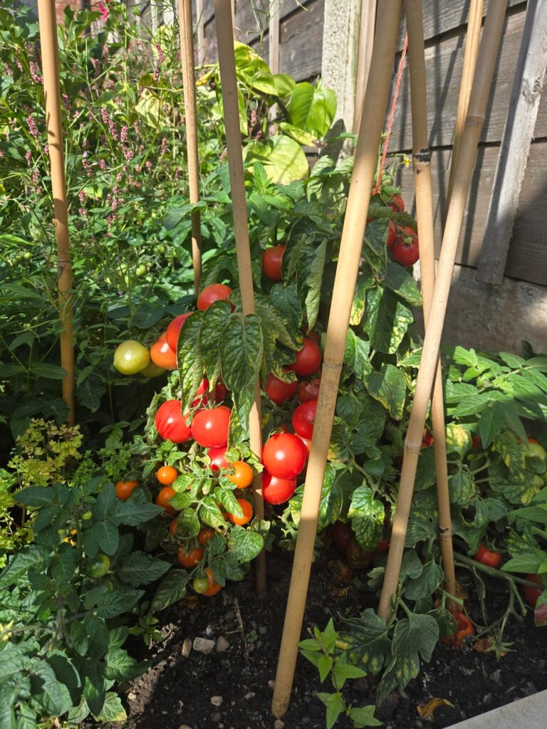 Still pulling some tomatoes, which is nice. Untouched tomato plant all season
