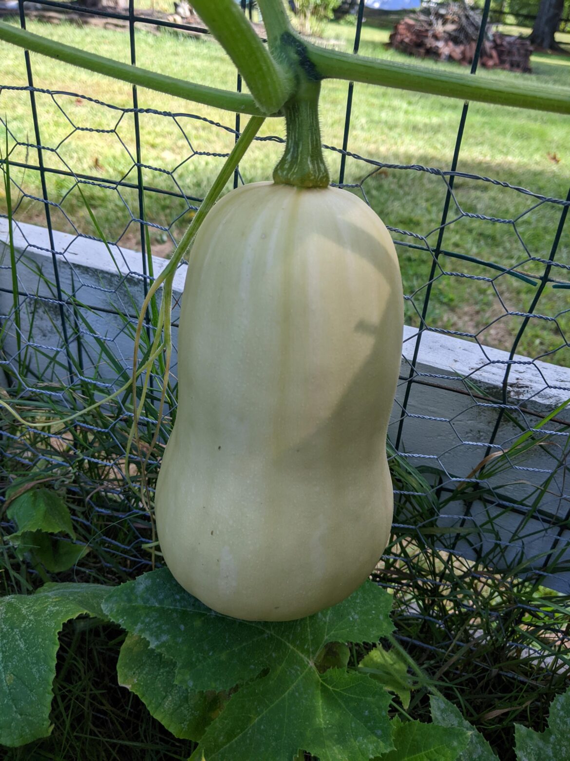 Is my butternut ready?
