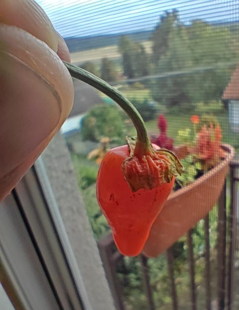 Family didn't care about my bleeding calyx.