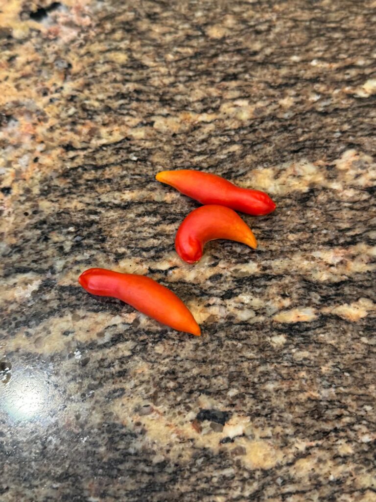 what happened to these cherry tomatoes…?