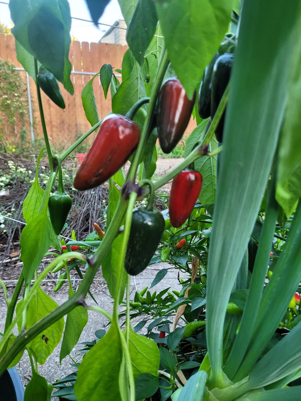 Finally turning red Finally turning red