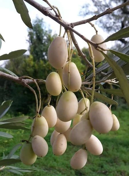 Leucocarpa trees near churches and cemeteries reveal their deep connection to local history and spirituality