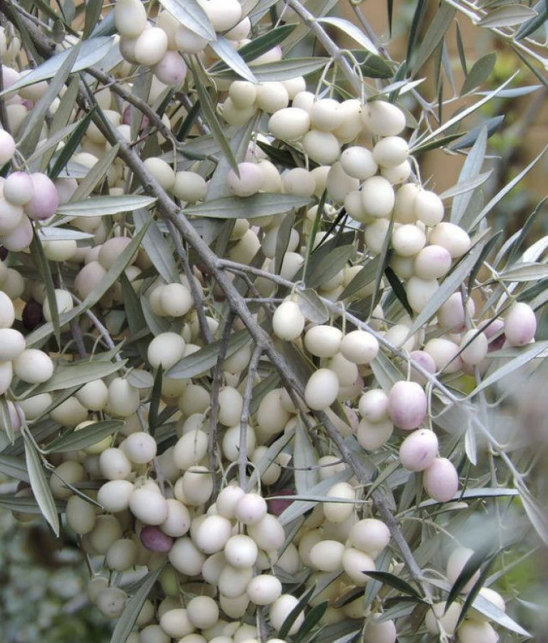Calabrians plant Leucocarpa olive trees, promoting sustainability and rediscovering their cultural roots