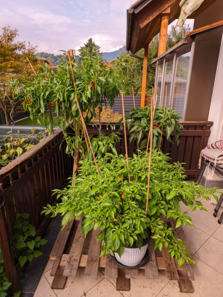 Showing off my end of summer plants Showing off my end of summer plants