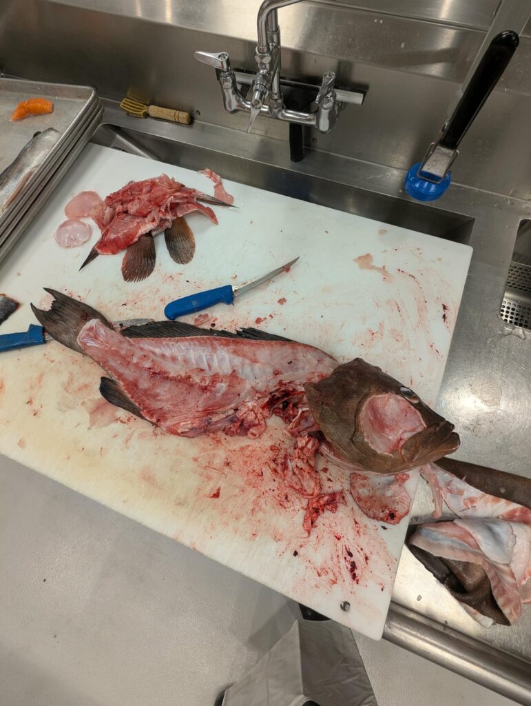 Filleted a 16lb grouper today