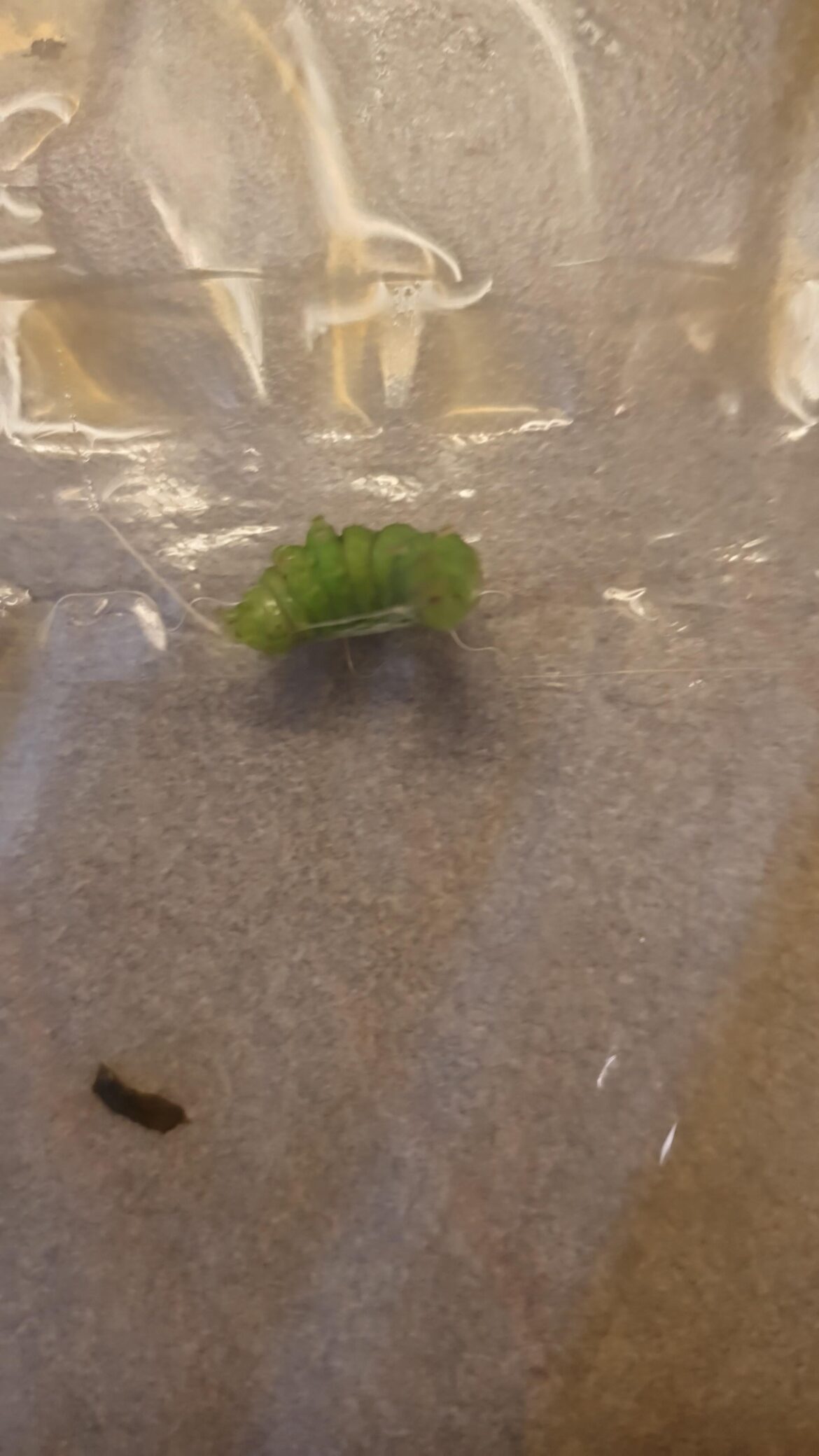 Some protein in my salad? 🤮