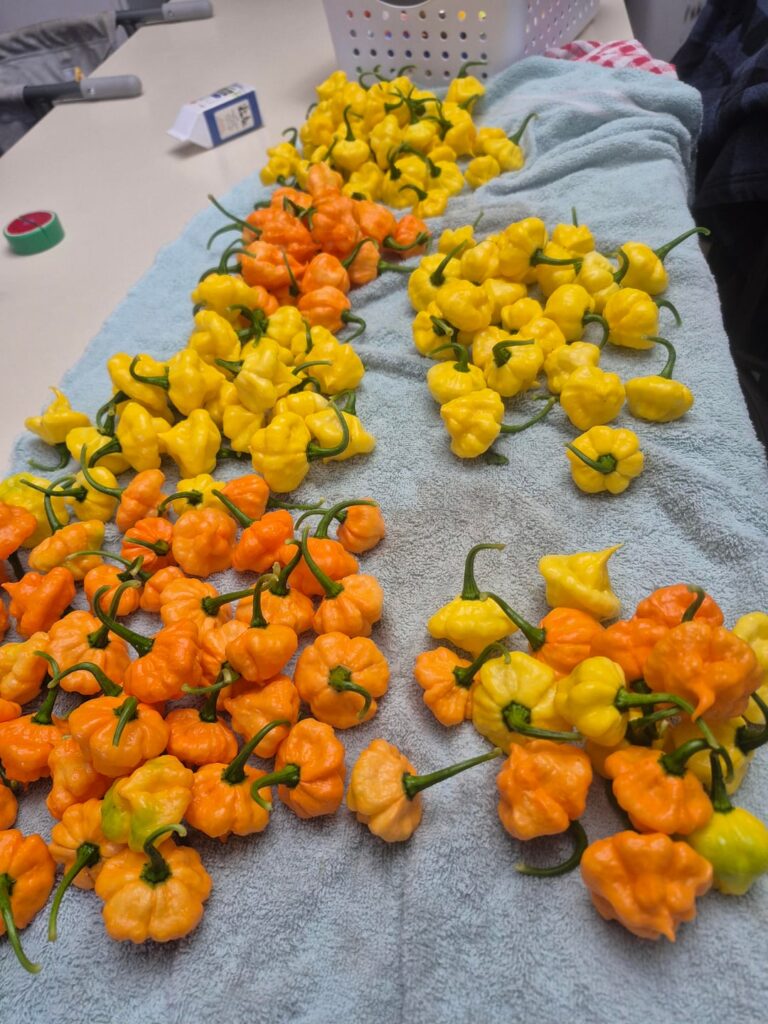 Today's orders before 8am!