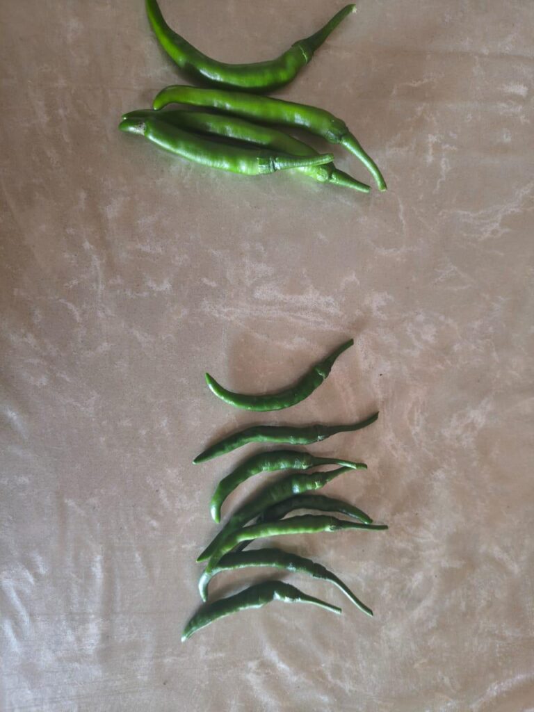 It ain't much but its honest work. Grew these babies under horrible conditions