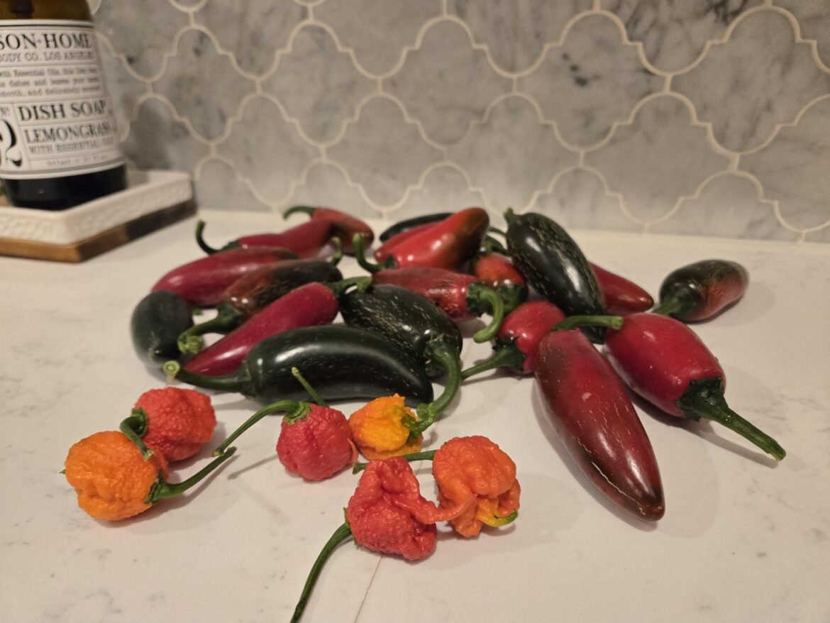 So many ideas... Today's harvest