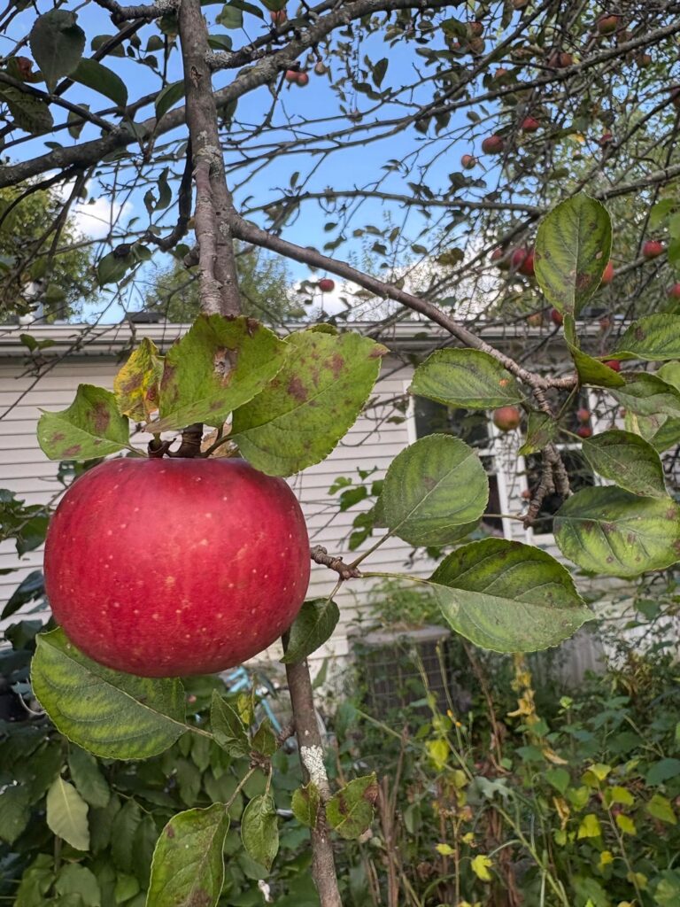 can anybody help me identify this apple tree?? can anybody help me identify this apple tree??