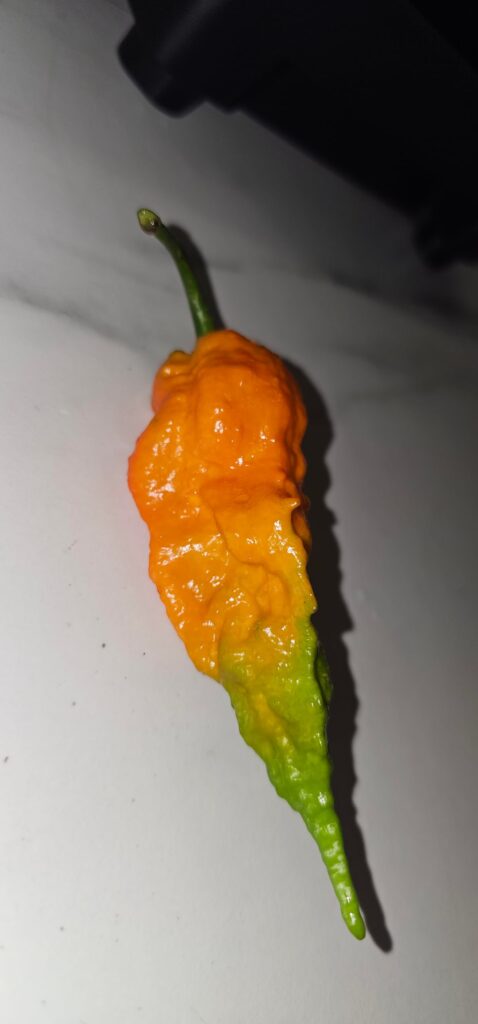 My first Bhut Jolokia