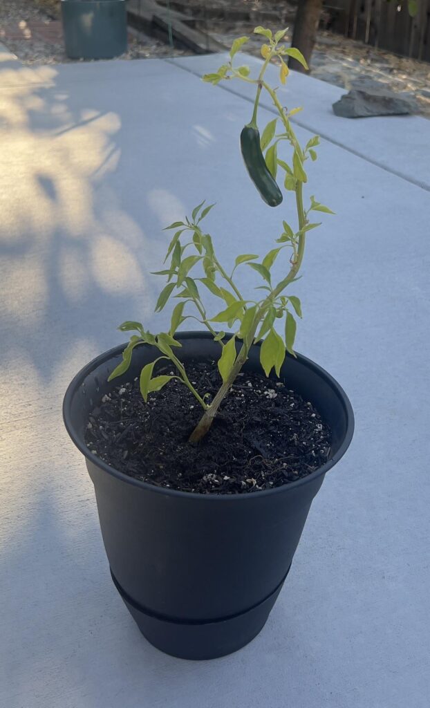 The Charlie Brown Serrano Plant The Charlie Brown Serrano Plant