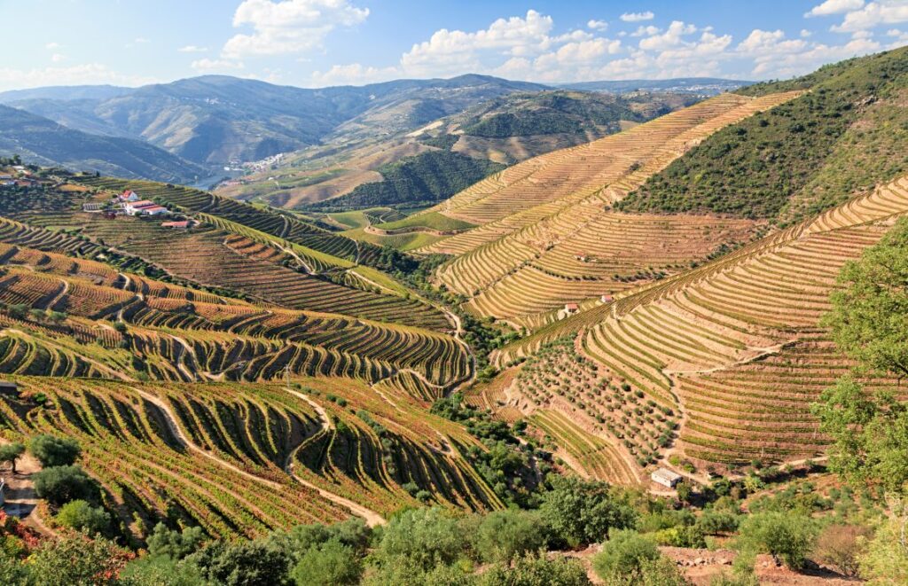 Top 15 Portuguese red wines