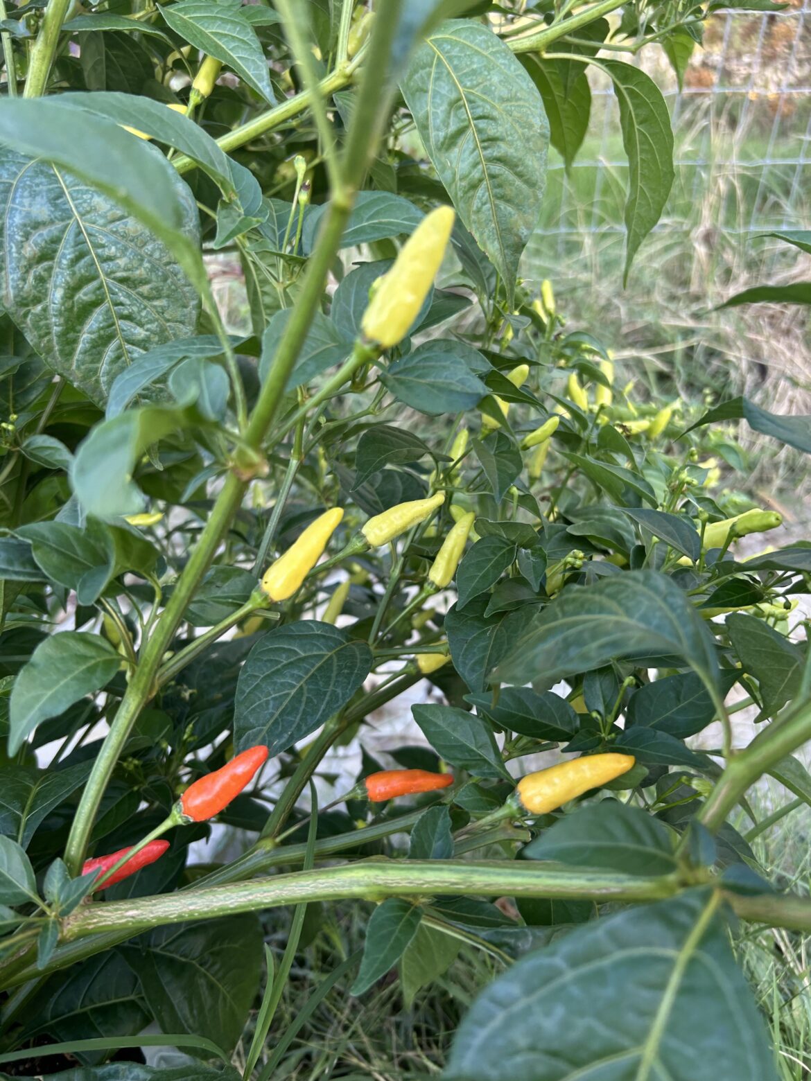 Any idea what this is?