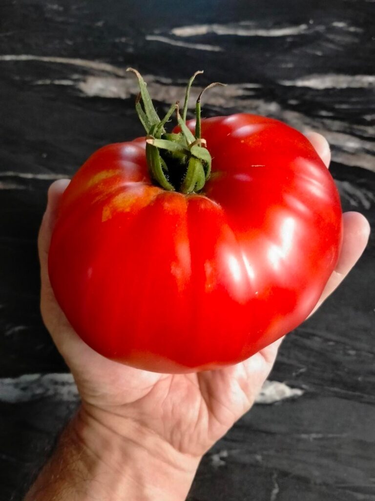 Picked the biggest one off my vines this morning Picked the biggest one off my vines this morning