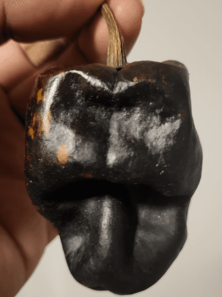 Que chulada de chile el Chilhuacle Negro.